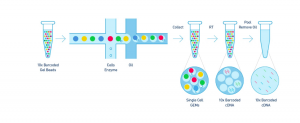 Single-cell RNA sequencing (Cell Ranger) | Computational Biology Core