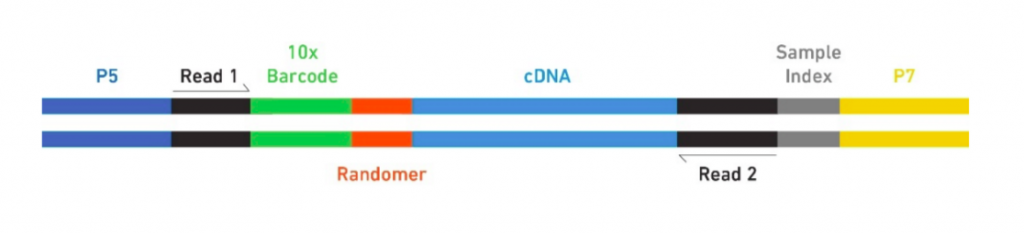 Single-cell RNA sequencing (Cell Ranger) | Computational Biology Core